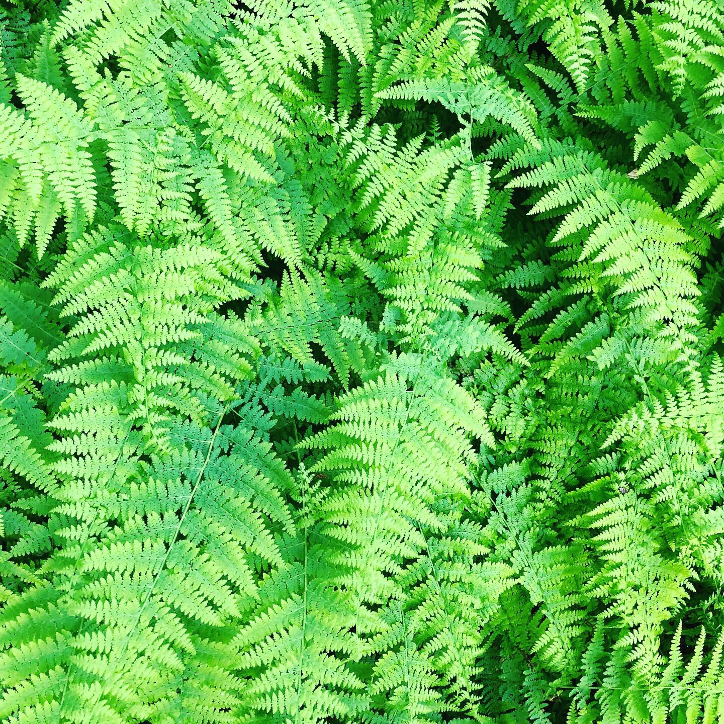 A close-up photo of ferns.